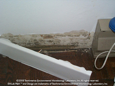 Hidden mold growth in Kauai